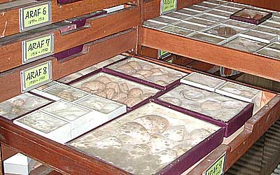 Kajiyama's shell collections