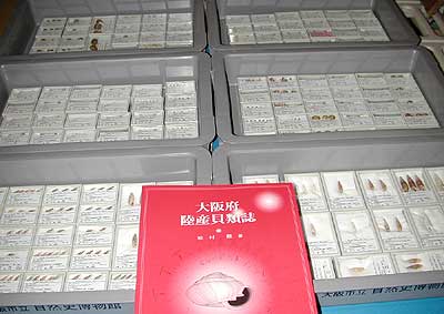 Terrestrial shells collected by Isao Matsumura from Osaka