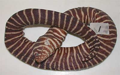 Coral reef fish collection from Tokara Islands