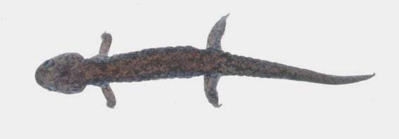 Hynobius hidamontanus M. Matsui, 1987　ハクバサンショウウオ