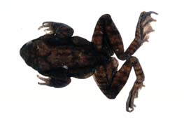 Rana sakuraii T. Matsui and M. Matsui, 1990