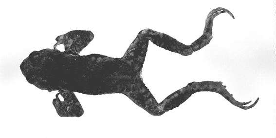 Bufo torrenticola M. Matsui, 1976　ナガレヒキガエル