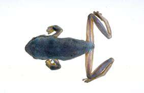 Hyla suweoniensis Kuramoto, 1980