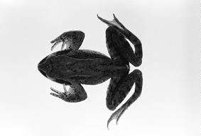 Rana pirica M. Matsui, 1991