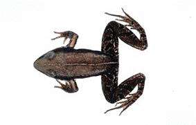 Rana psaltes Kuramoto, 1985