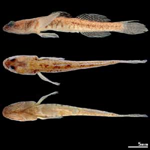 Chaenogobius scrobiculatus Takagi,1957