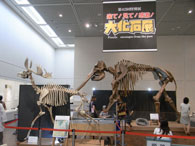 画像：展示室に入るとコウガゾウとヤベオオツノジカが出迎え