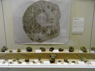 画像：人気があったアンモナイト。色々な形のアンモナイトがあります