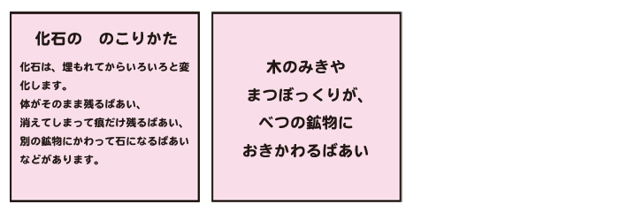 画像:1.化石ののこりかた 化石は埋もれてからいろいろと変化します。体がそのまま残るばあい、消えてしまって痕だけ残るばあい、別の鉱物にかわって石になるばあいなどがあります。2.木のみきやまつぼっくりが、べつの鉱物におきかわるばあい
