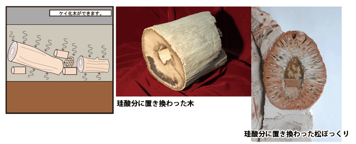画像:ケイ化木ができます。