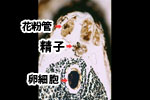 画像:胚珠の拡大