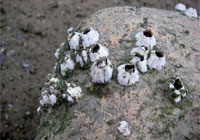 画像:塩分濃度の低い場所（内湾の河口等）で見られるタテジマフジツボ