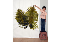 画像:岬町豊国崎で採集したワカメの押し葉標本