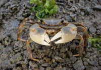 画像:干潟にすむアシハラガニ