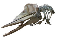 画像:堺泉北港に漂着したマッコウクジラ（全身骨格標本）