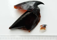 画像:ダイオウイカの歯（大きい方）