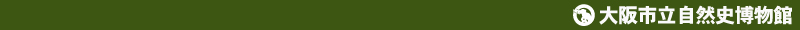 大阪市立自然史博物館