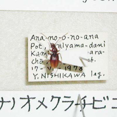 3_22_ananoumekurachibi.jpg