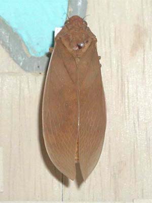 伝説ノ蝉】フウセンゼミ ハラブトゼミ Cystosoma 昆虫標本