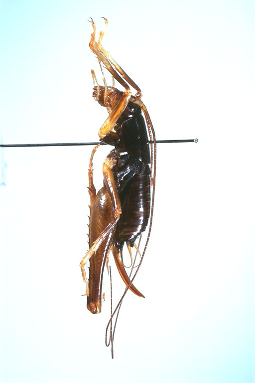 昆虫大系 タイ産 Liatongus rhadamistus ♂ 14mm | 昆虫標本 Diggers