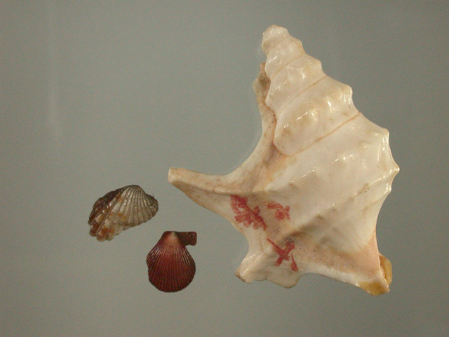 木村蒹葭堂貝石標本：：：