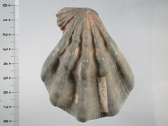 貝の化石(状態良)2024.1.21時点写真有 木村蒹葭堂貝石標本：：：
