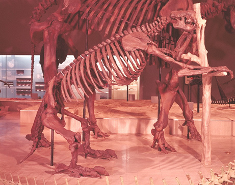 化石　右と左 日本製 自社製 日本銘石協会 正規代理店 ジオード状 結晶化