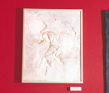 第三紀動物園 展示案内