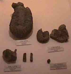 OMNH 2nd Exhibition Room