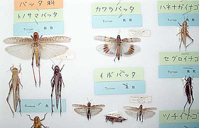 Insects collected by Mr. Hiroshi Aoki
