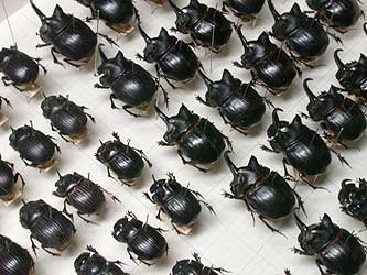 Beetle collection by Mr. Mitsuo Goto