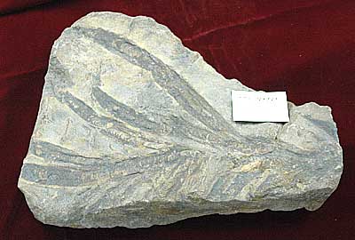 Fossil of Archaeozostera collected by Professor Shigeru Miki