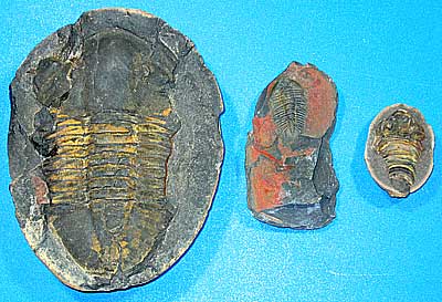 Fossil specimens from Bolivia collected by TOTARO OHNO
