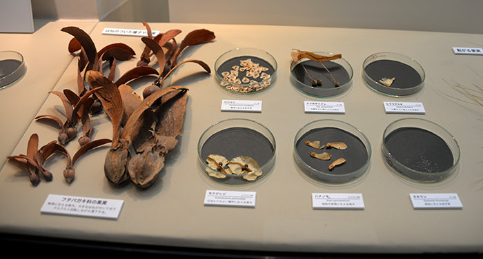 大きなハネがついたタネ