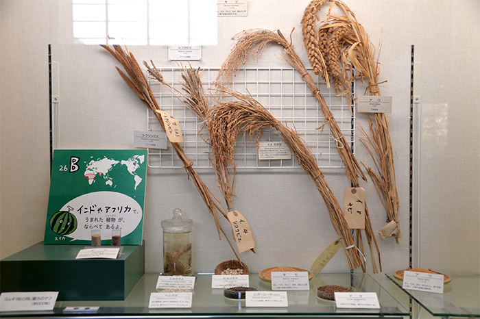 わたしたちがたべているしょくぶつ はどこで  生まれたの？