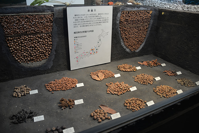 大むかしの人のたべものは？