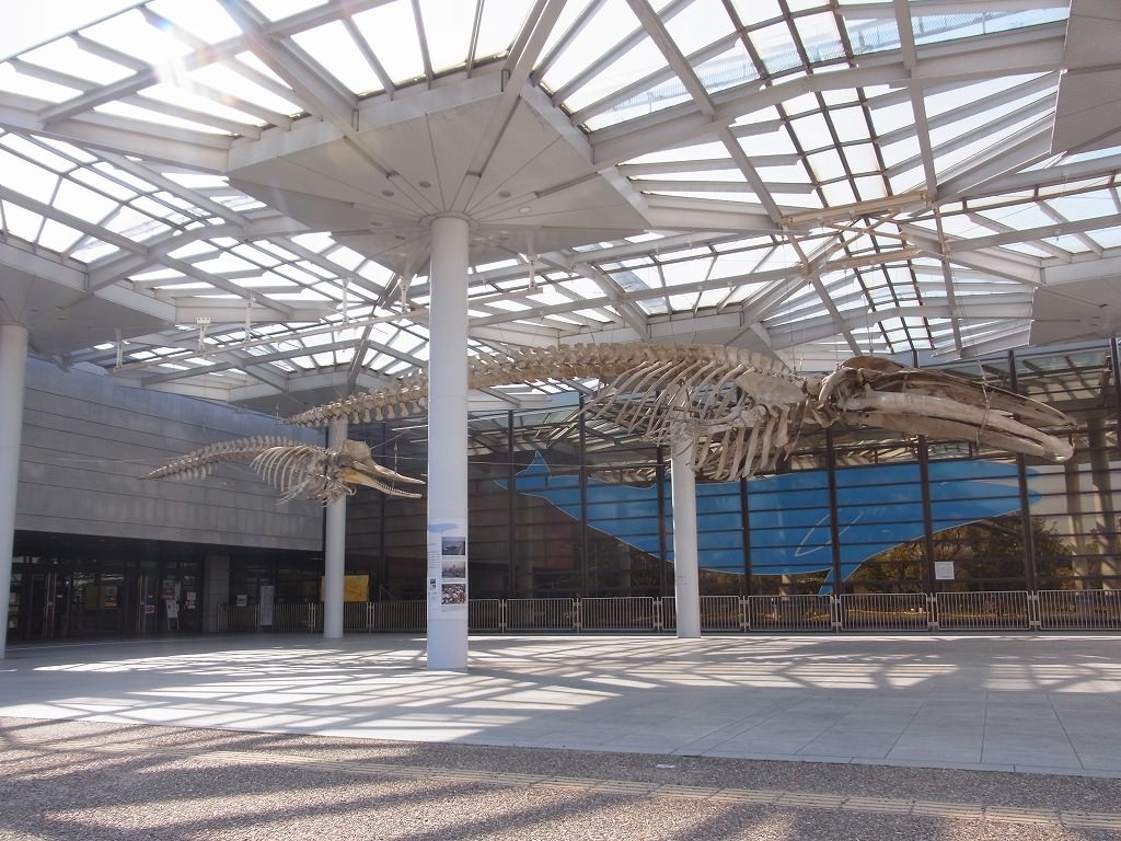 「ナガスクジラ」「マッコウクジラ」