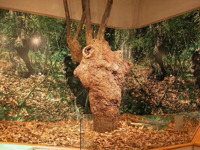 大阪の自然誌展示室