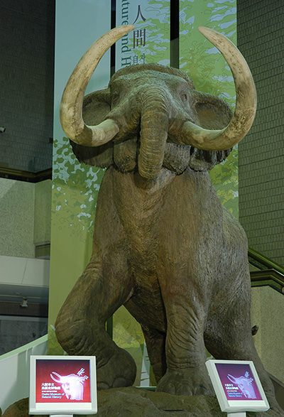 大阪曾經有過瑙曼象！