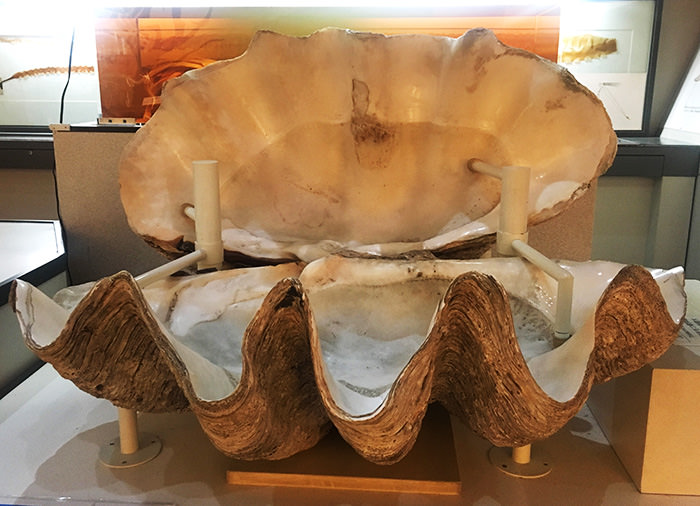 南海的大型貝類