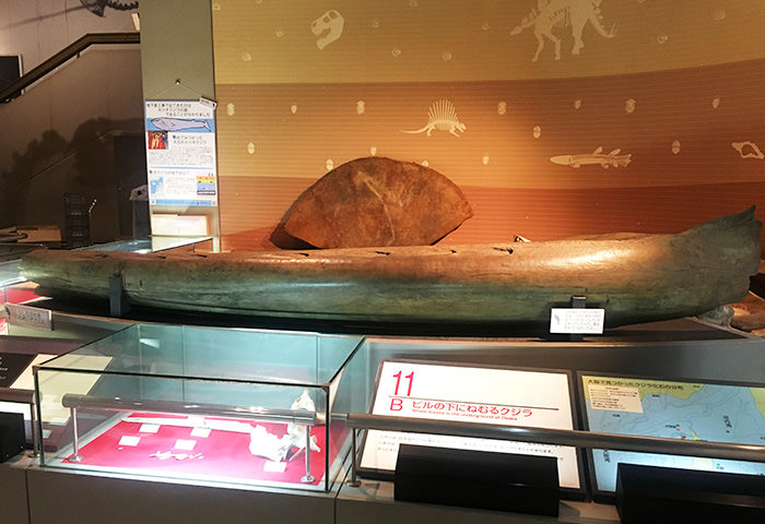 長須鯨的化石（下顎骨）