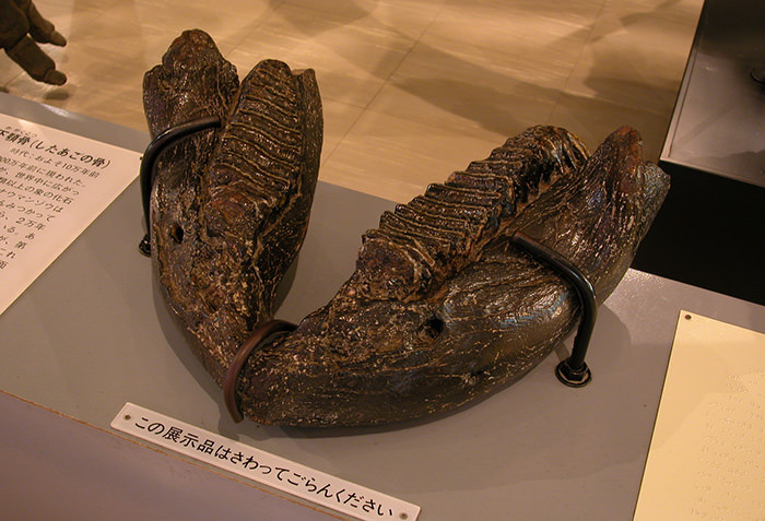 瑙曼象的化石（下顎骨）