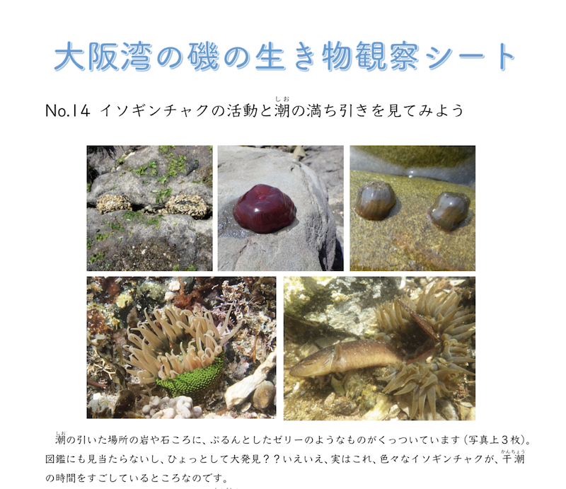 海辺のしぜん観察会資料2021第2段