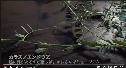 身近な植物の観察