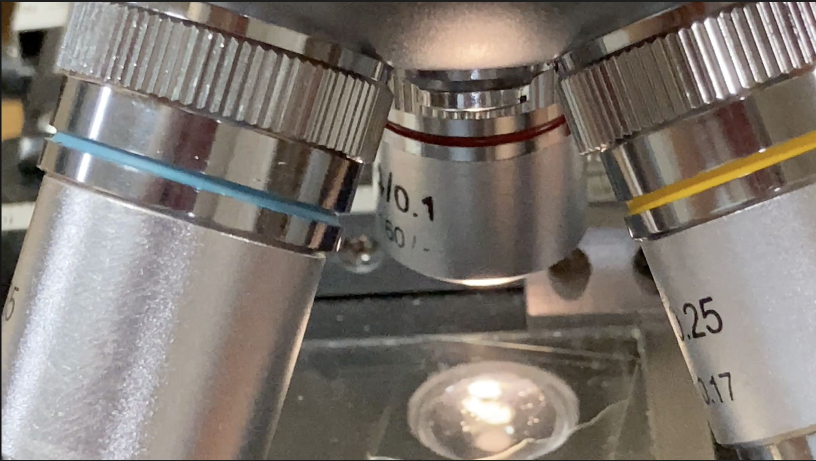 はじめてのきのこさがし