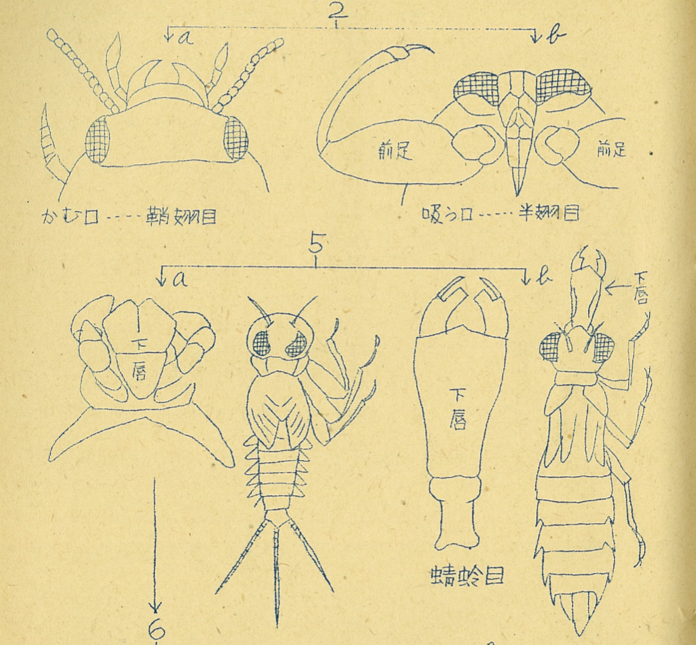 昆虫コーステキスト