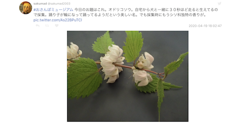 オドリコソウの観察