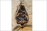 画像:イヌカラマツの球果の鱗片（マツ科）