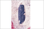画像:タツミトウゲオサムシ（右上翅）