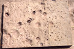 画像:長鼻類の足跡